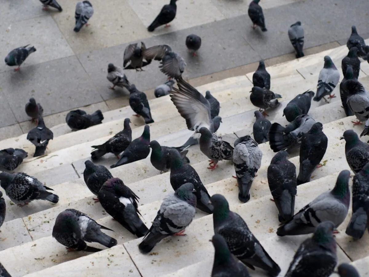 infestazione piccioni