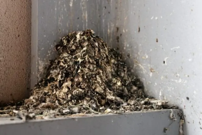 guano