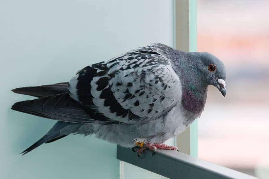 piccione sul balcone