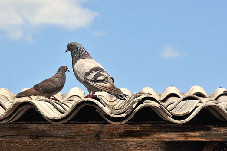 piccioni sul tetto